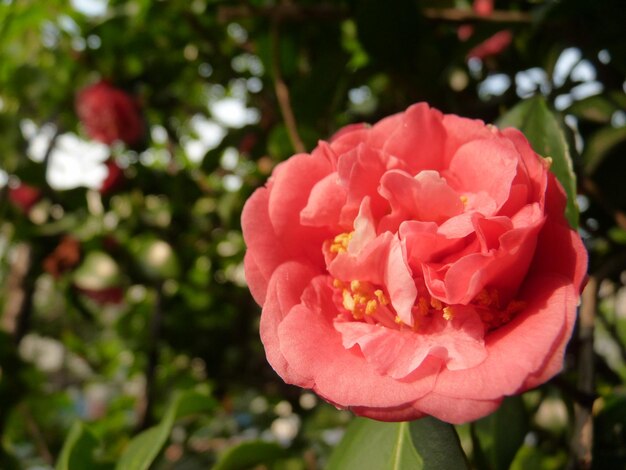 Close-up of pink rose