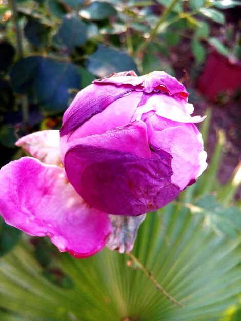 Photo close-up of pink rose