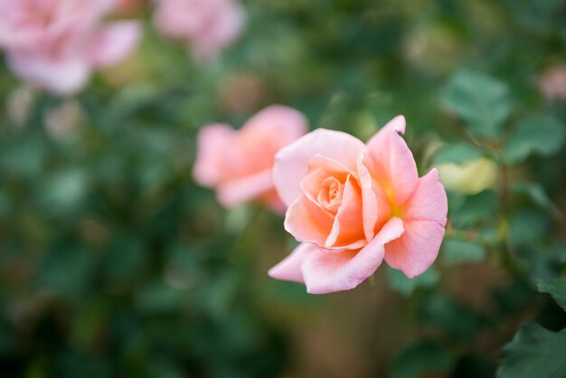 Close-up of pink rose