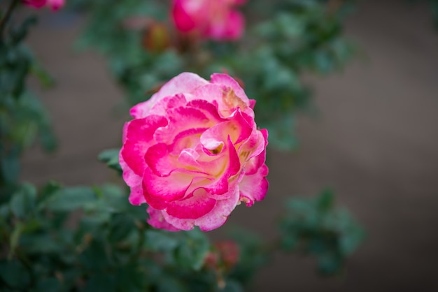 Primo piano di rosa rosa