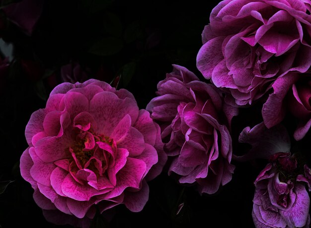 Photo close-up of pink roses against black background