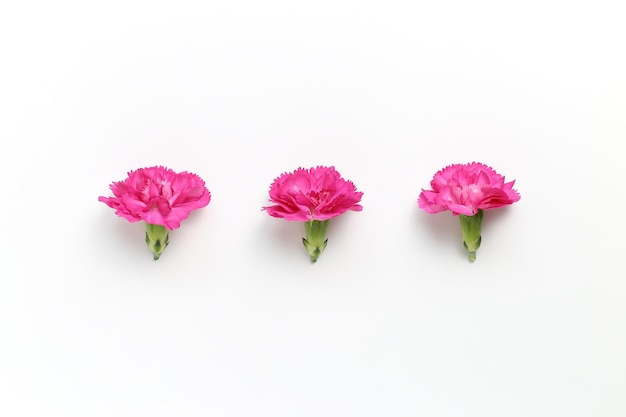 Photo close-up of pink roses against white background