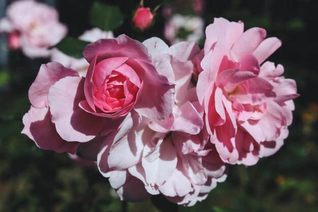 a close up of pink roses in the autumn garden