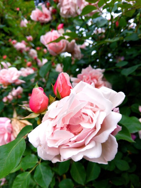 야외 에서 꽃 을 피우고 있는 분홍색 장미 의 클로즈업