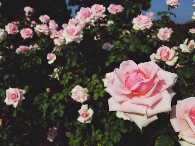 Photo close-up of pink roses blooming in park