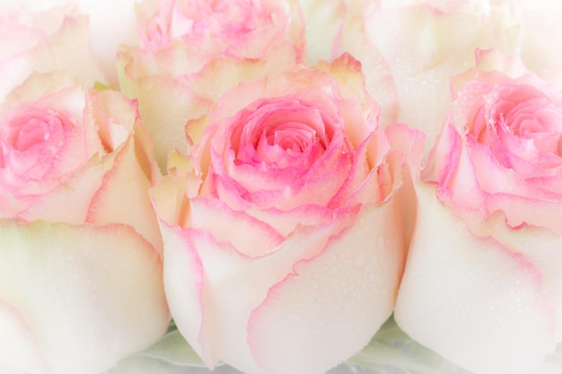 Foto primo piano di bouquet di rose rosa su sfondo bianco filtro morbido