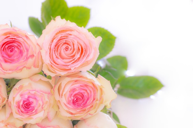 Foto primo piano di bouquet di rose rosa su sfondo bianco filtro morbido