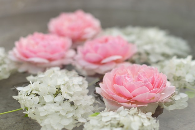 Close up of pink roses flowers and white hydrangea with water with drops