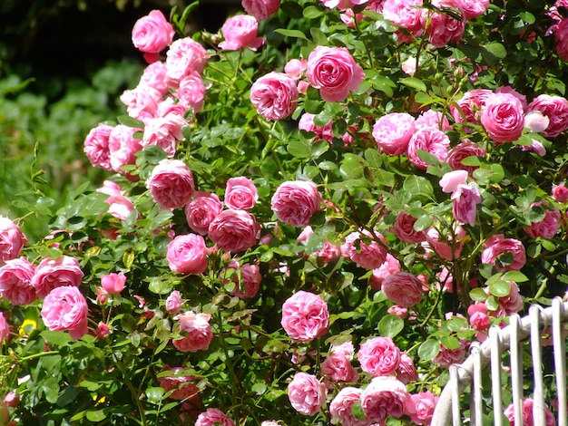 Foto close-up di rose rosa nel parco