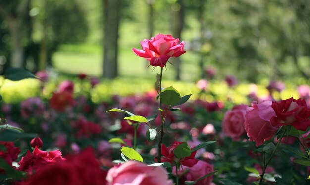 Photo close-up of pink roses in park