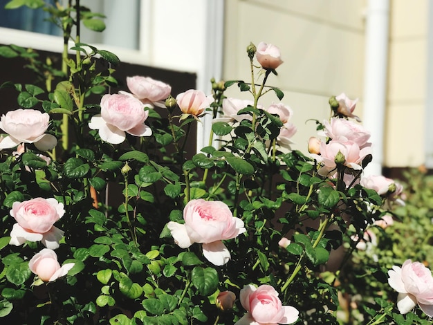 Photo close-up of pink roses on plant