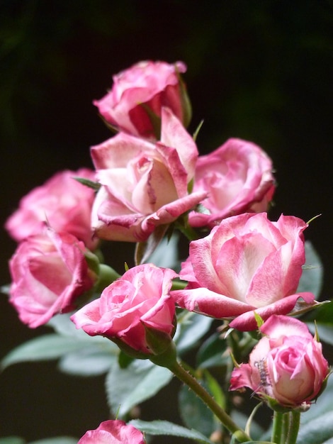 Photo close-up of pink roses