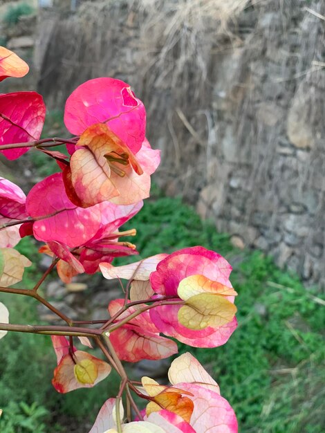 Close-up of pink roses