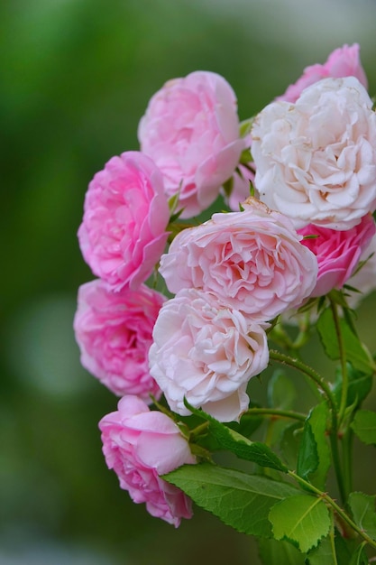 Photo close-up of pink roses