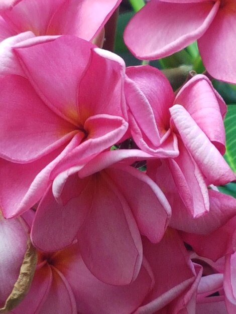 Close-up of pink roses