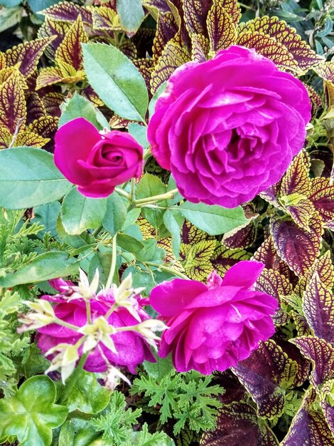 Close-up of pink roses