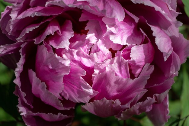 Close-up of pink roses