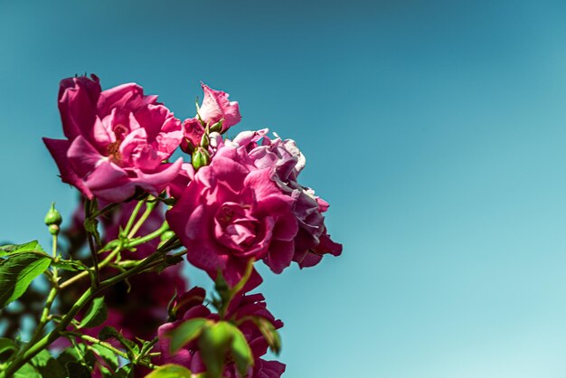 Close-up of pink roses