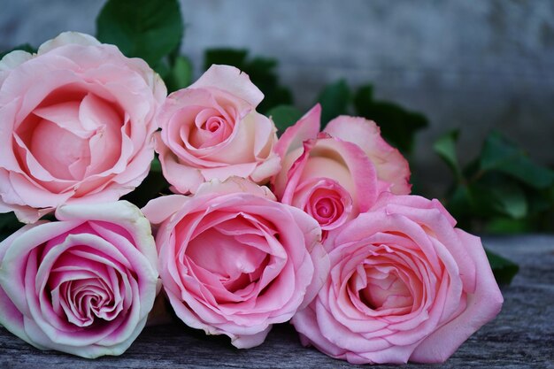 Close-up of pink roses