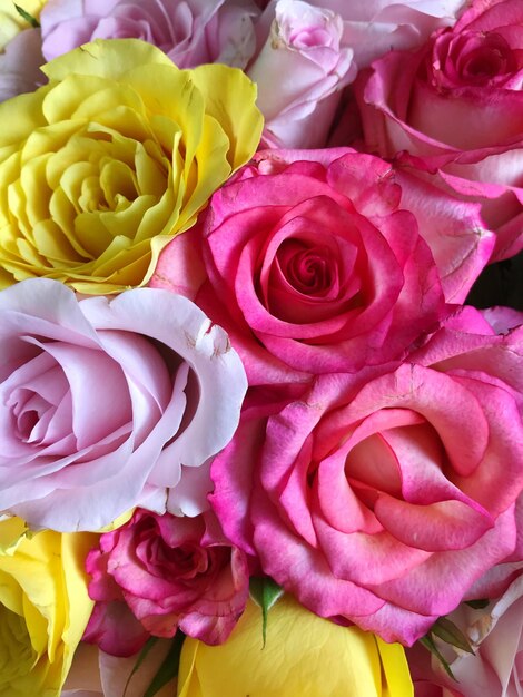 Close-up of pink roses