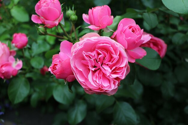 Close-up of pink roses