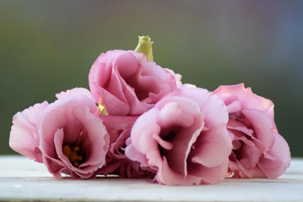 Close-up di rose rosa