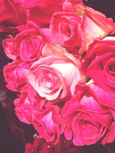 Close-up of pink roses