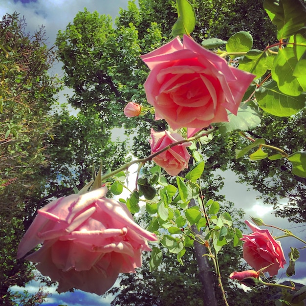 Photo close-up of pink roses