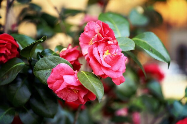 Foto close-up di rose rosa