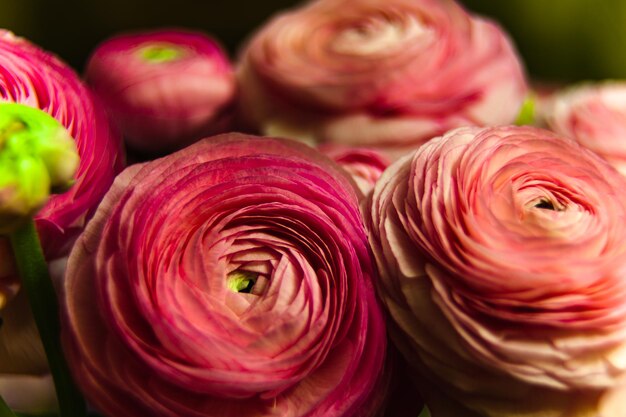 Photo close-up of pink roses