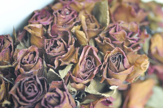 Photo close-up of pink roses