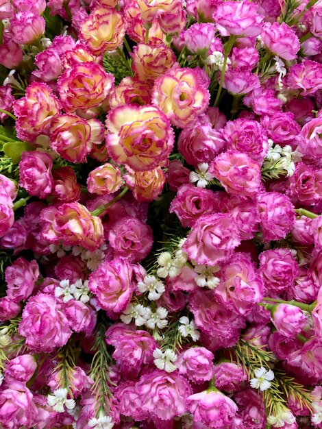 Close-up of pink roses