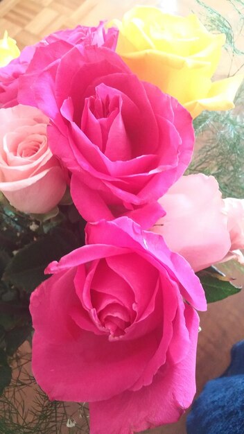 Close-up of pink roses