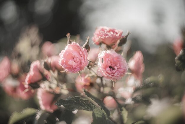 Photo close-up of pink roses