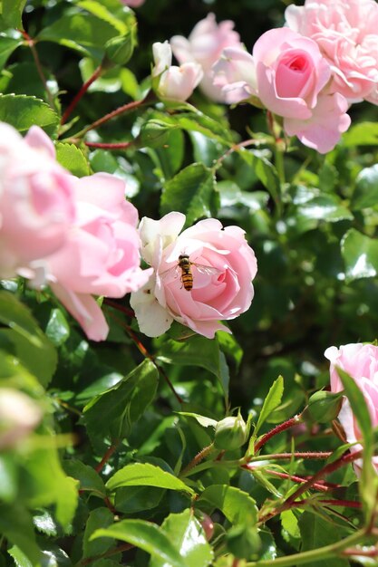 Close-up of pink roses