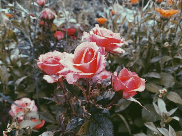 Photo close-up of pink roses