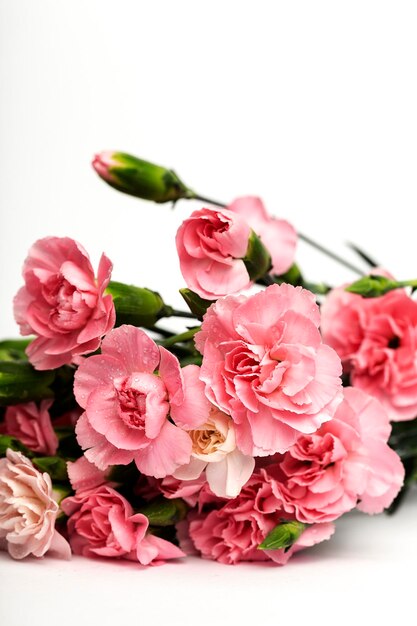 Close-up of pink roses