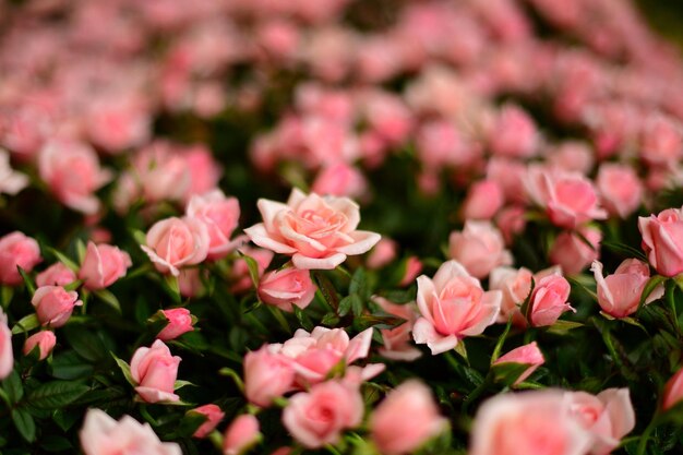 Foto prossimo piano di rose rosa