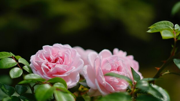 분홍색 장미 의 클로즈업