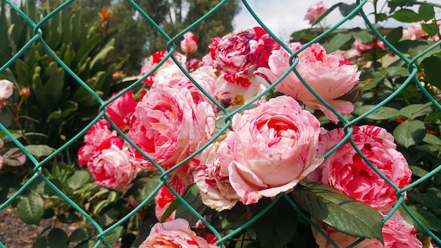 Photo close-up of pink roses