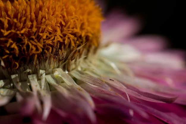 Foto close-up di fiore di paglia rosa su sfondo nero