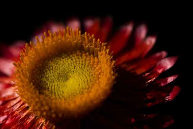 Close-up of pink strawflower against black background