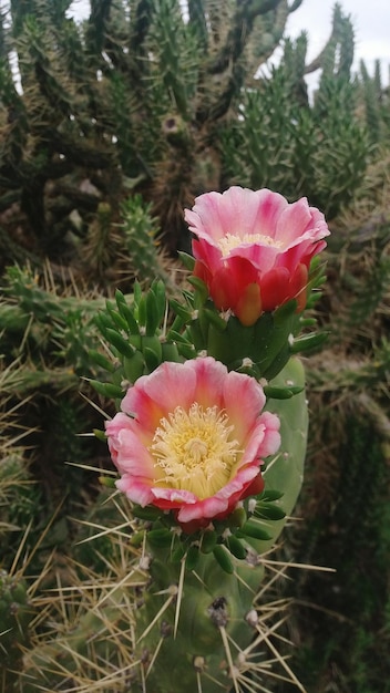 Close-up of pink succulent plant on field