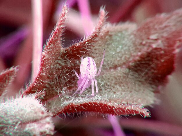 Foto prossimo piano di una pianta succulenta rosa