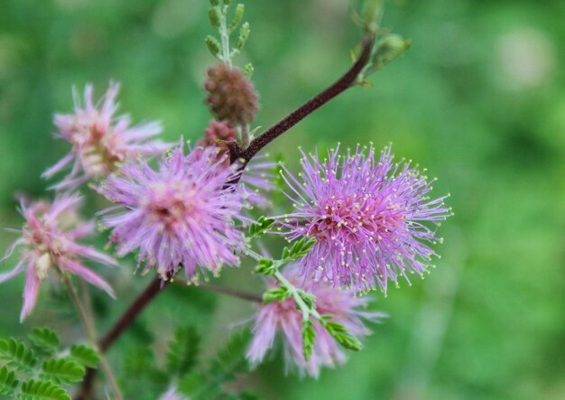 Close-up of pink thistle flowers