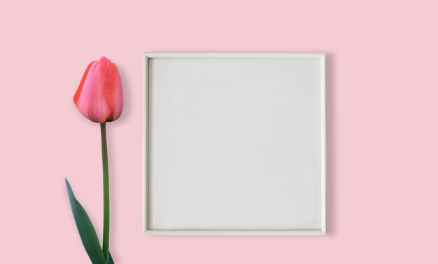 Photo close-up of pink tulip against white background