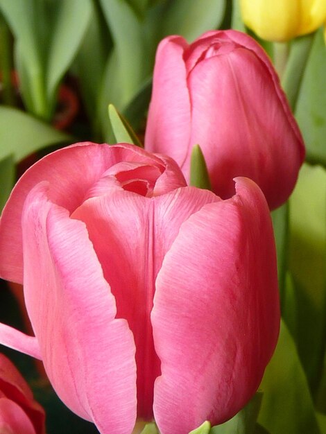 Close-up di un tulipano rosa in fiore all'aperto