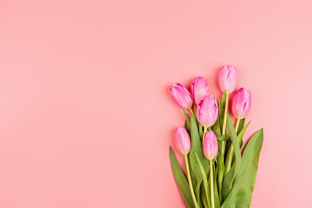 Foto close-up di un fiore di tulipano rosa sullo sfondo rosa con spazio di copia