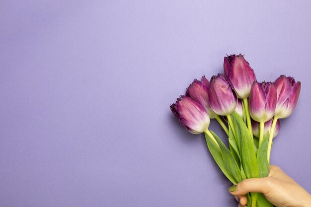 Close-up of pink tulip flower against white background