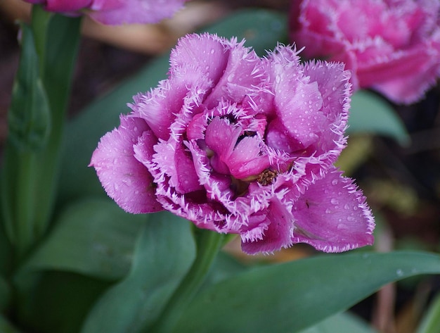 Photo close-up of pink tulip flower